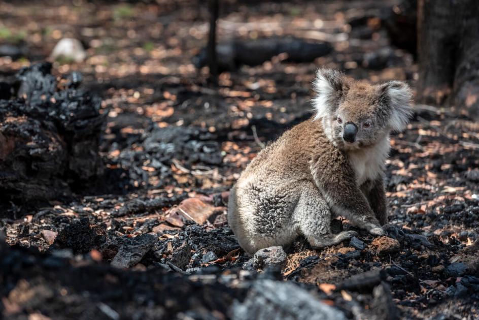 Wildfire Relief Fund